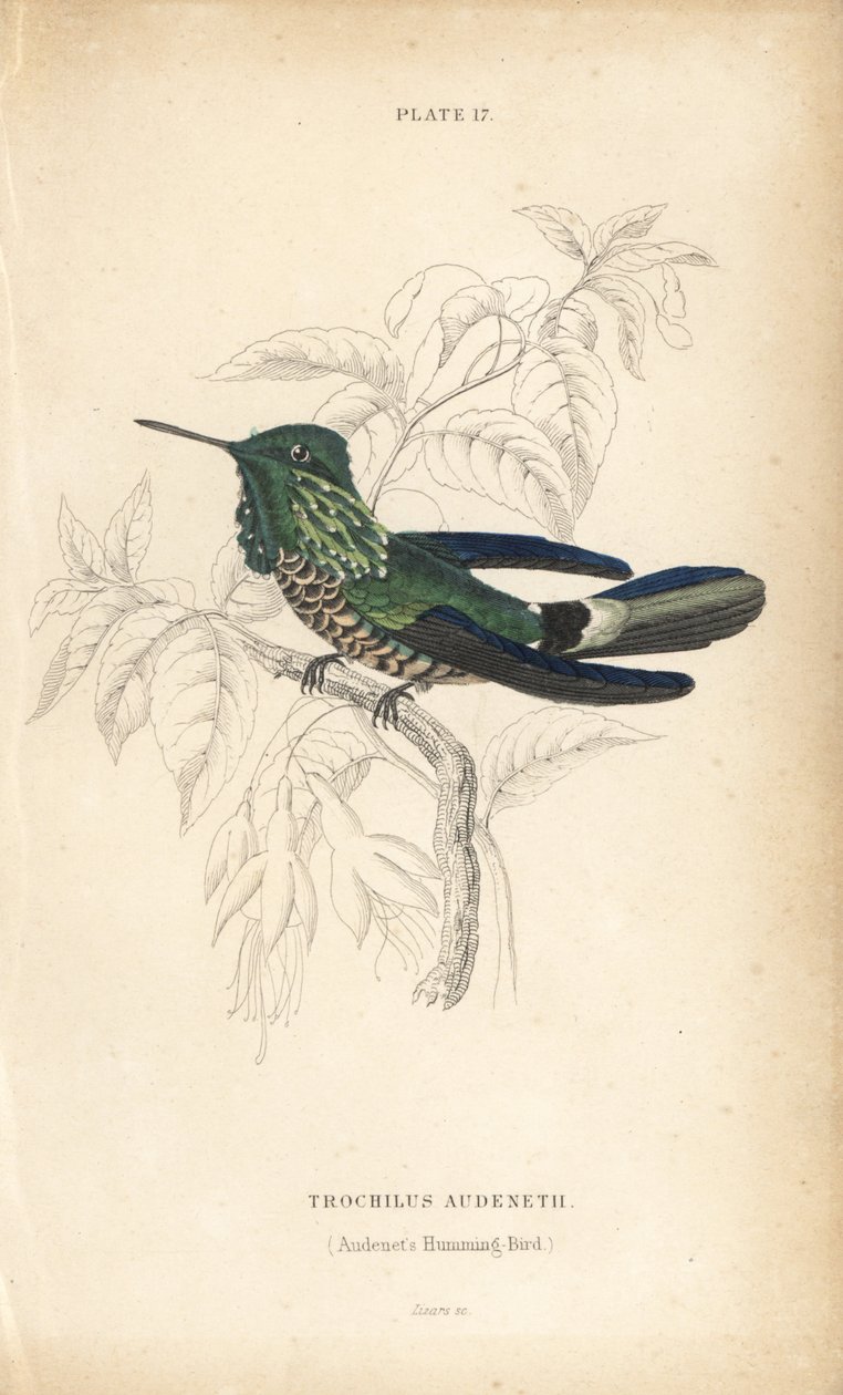 Slavnostní koketa, Lophornis chalybeus (kolibřík Audenetův, Trochilus audenetii). Ručně kolorovaná ocelorytina Williama Lizarse z Přírodovědné knihovny sira Williama Jardina: Lizars: Ornithology: Hummingbirds, Edinburgh, W.H. Lizars od Unbekannter Künstler