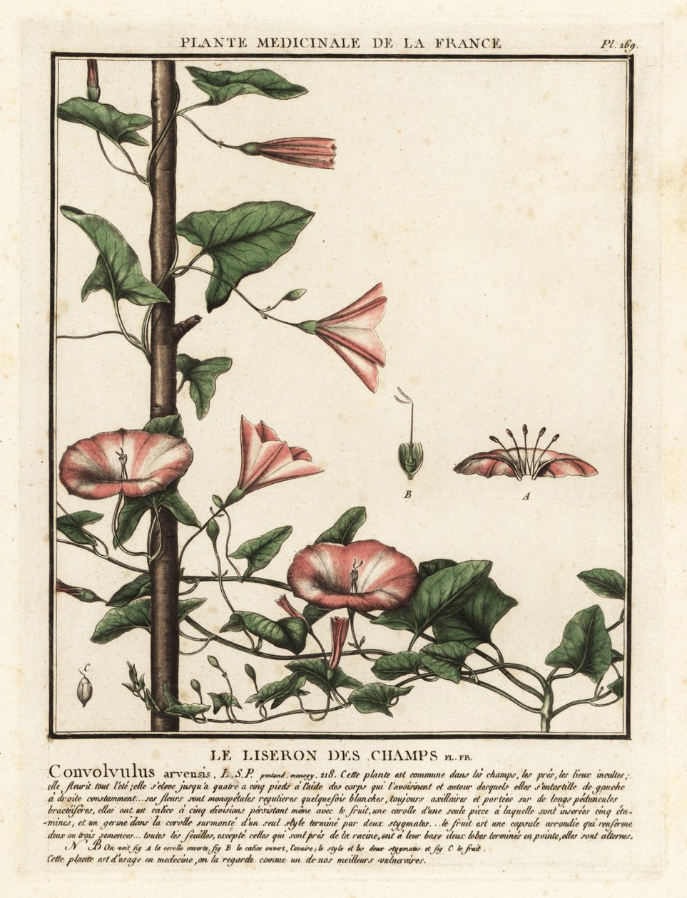 Svlačec rolní, Convolvulus arvensis. od Unbekannter Künstler