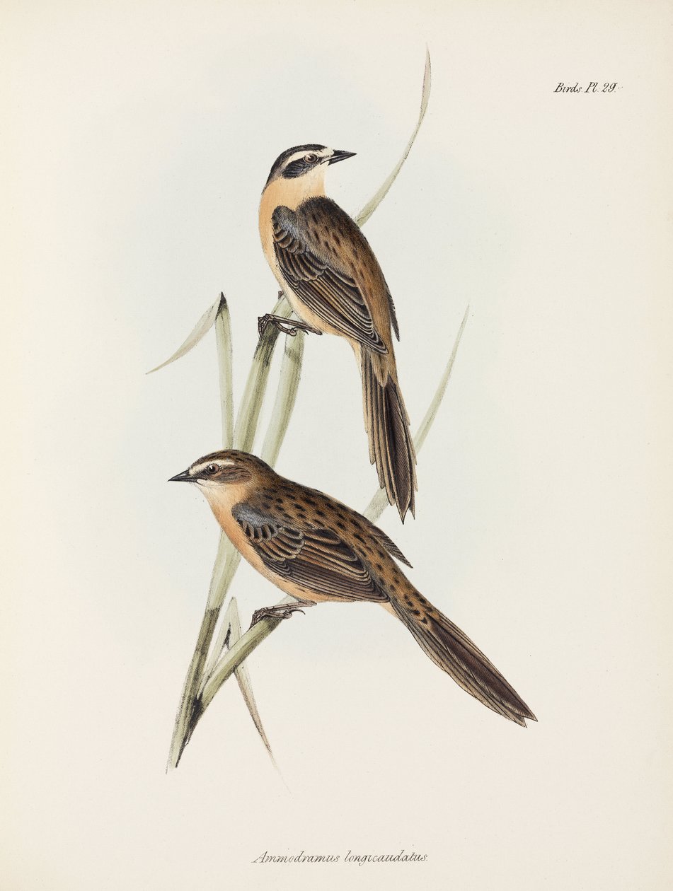Finches, c 1832-1836 od Unbekannter Künstler
