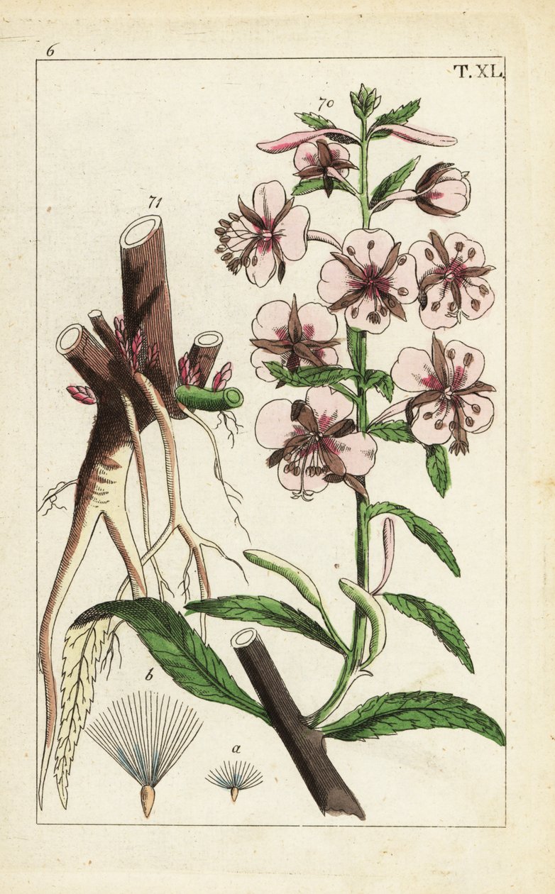 Fireweed, Epilobium angustifolium. od Unbekannter Künstler