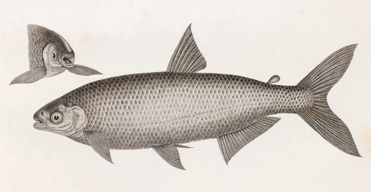 Ryby: Le Characin od Unbekannt