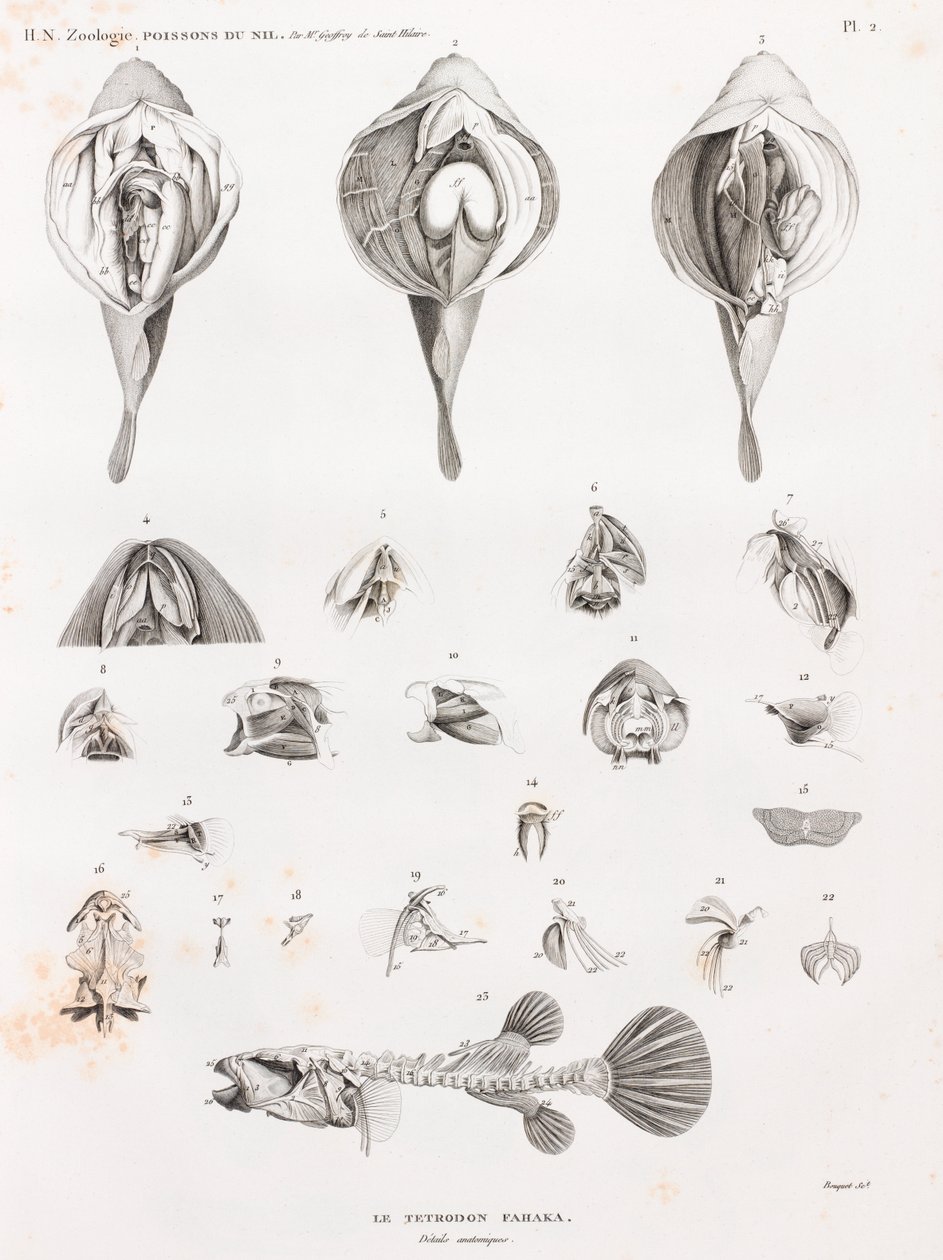 Ryby: Tetrodon, anatomie od Unbekannt