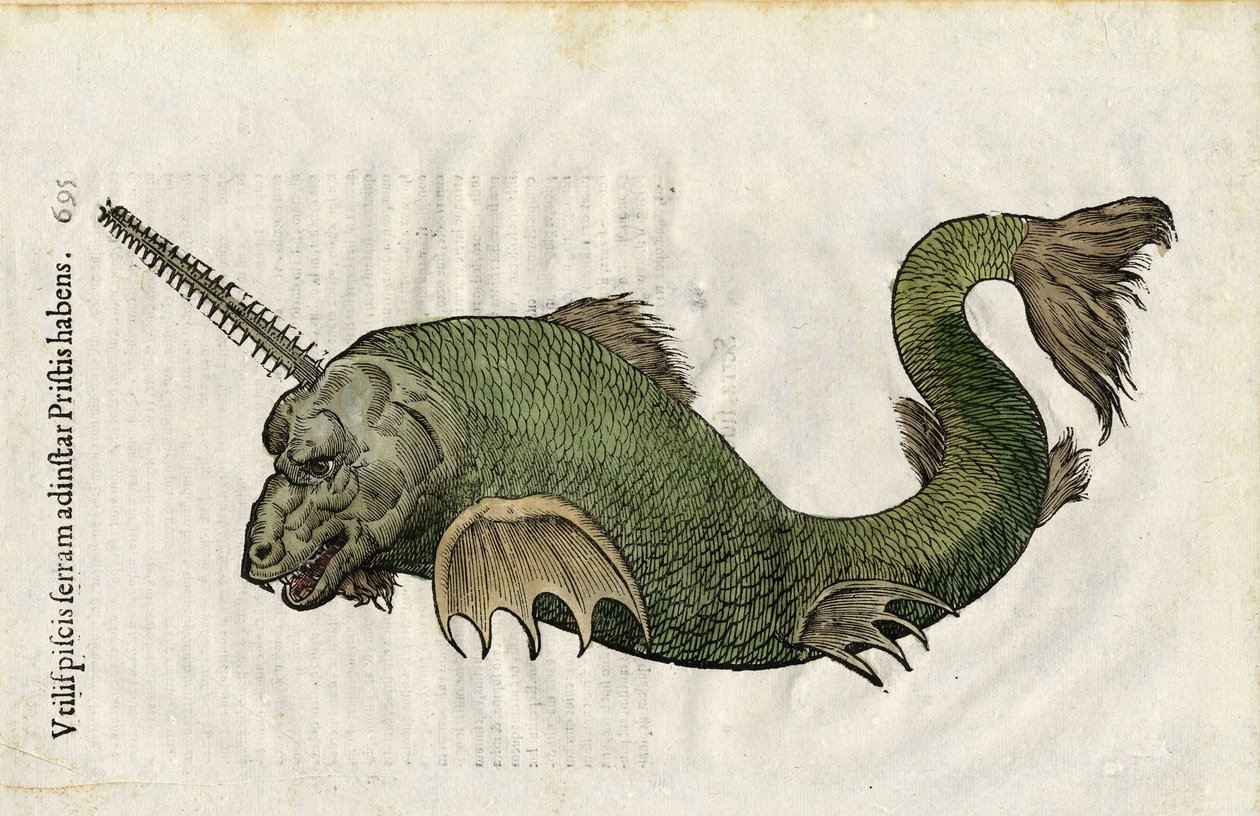Rybí pila (Pristis) v "Ulyssis Aldrouandi... De piscibus libri V et de cetis lib. vnus/Ioannes Cornelius Vteruerius... collegit; Marc. Antonius Bernia in lucem restituit... ", se zabývá přírodopisem Ulisse Aldrovandiho (1522-1605). Bologna od Unbekannter Künstler