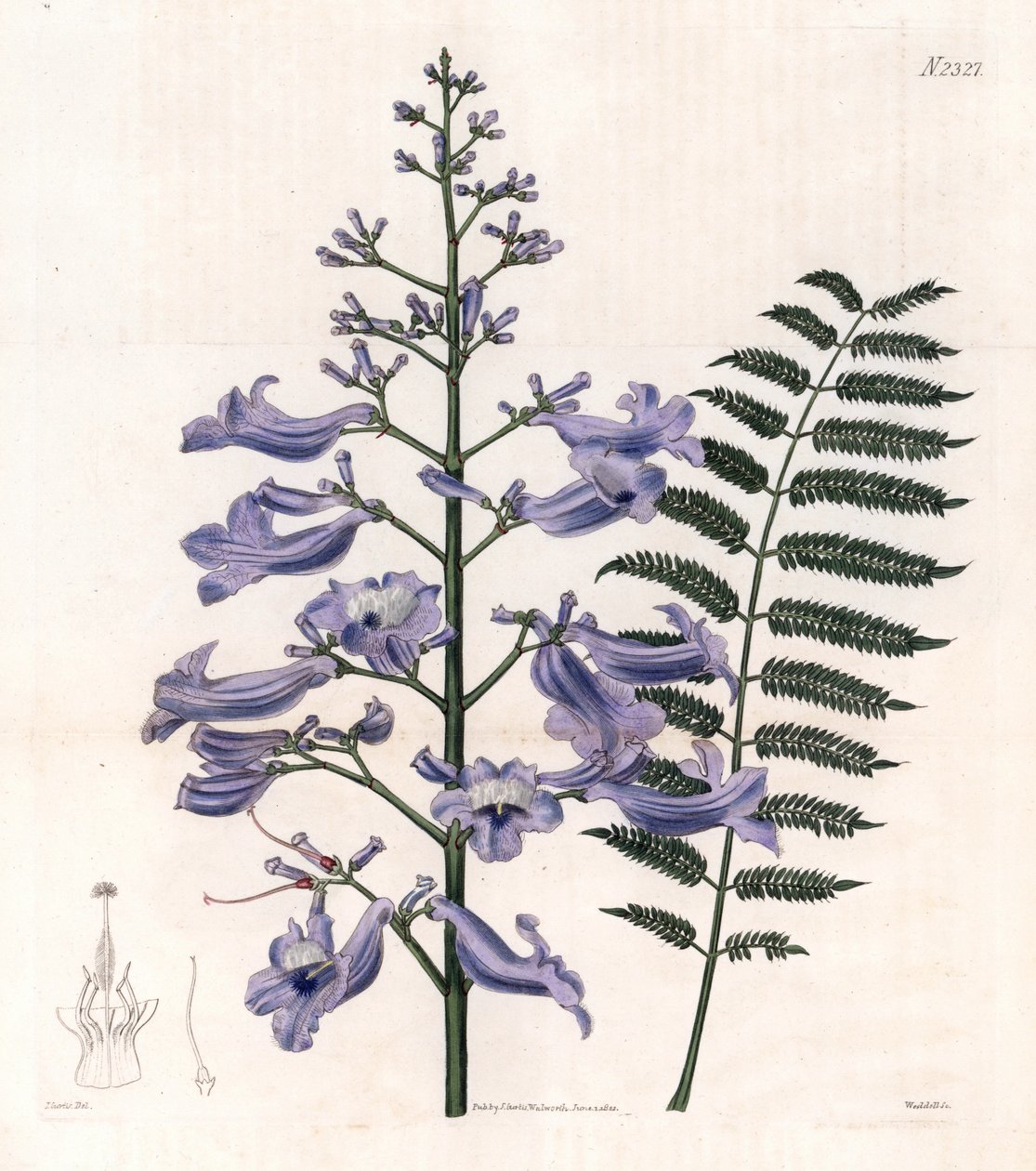 Modrý plamének nebo ústřicovník - Trinidadský kapradinový strom, Jacaranda mimosifolia (Oval leaved jacaranda, Jacaranda ovalifolia). Weddellova ručně kolorovaná mědirytina podle ilustrace Johna Curtise z "Botanical Magazine" Samuela Curtise, Londo. od Unbekannter Künstler