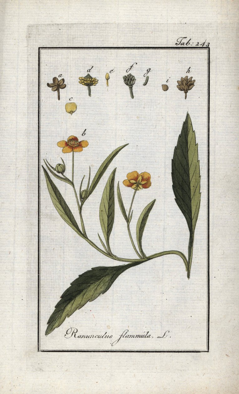Plamének plaménkový (Ranunculus flammula). Litografie z knihy "Afbeelding der Artseny-Gewassen" od Johannese Zorna (1739-1799), Nizozemsko. od Unbekannter Künstler