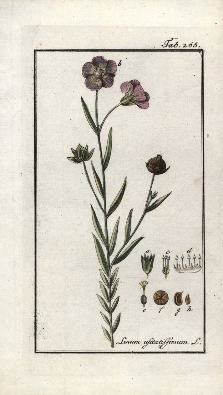 Lněné semínko (Linum usitatissimum). Litografie z knihy "Afbeelding der Artseny-Gewassen" od Johannese Zorna (1739-1799), Nizozemsko. od Unbekannter Künstler