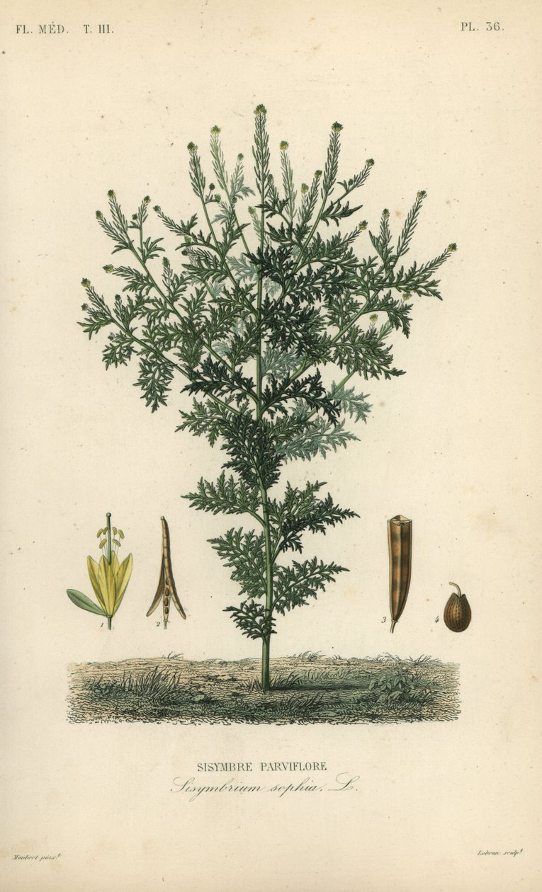 Plixweed, hořčice bylinná, Descurainia sophia, Sisymbrium sophia, Sisybre parviflore od Unbekannt