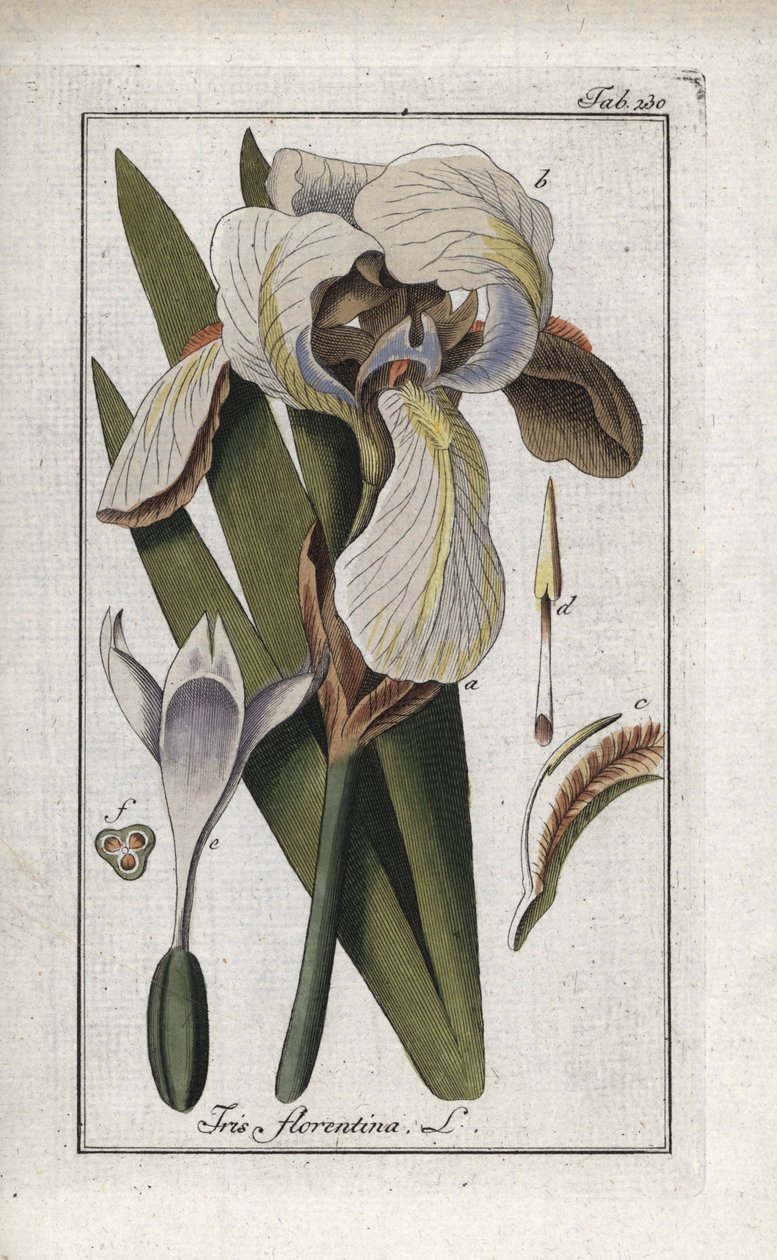 Kosatec florentský (Iris florentina). Litografie z knihy "Afbeelding der Artseny-Gewassen" od Johannese Zorna (1739-1799), Nizozemsko. od Unbekannter Künstler