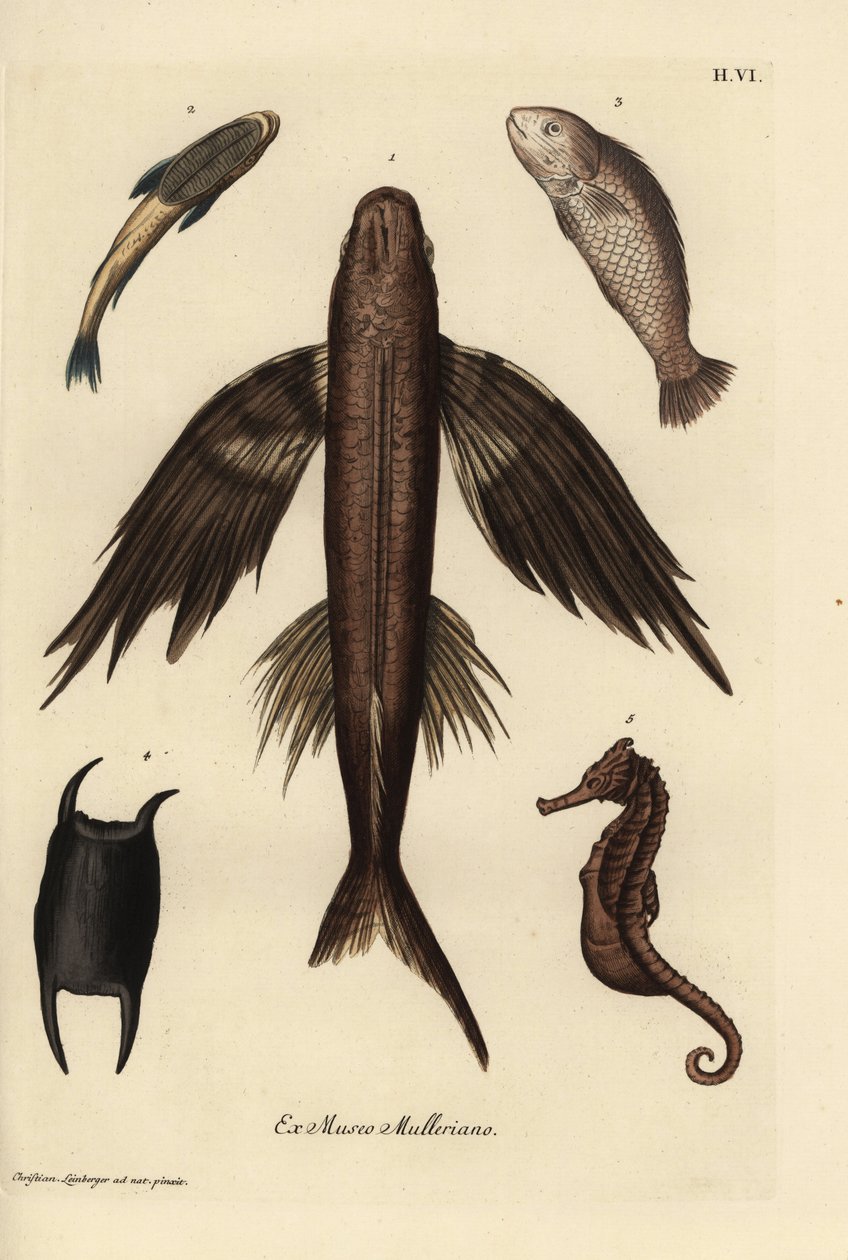 Létající ryba, Exocoetus volitans 1, přísavka, Remora remora 2, barramundi, Lates calcarifer 3, šupinovka 4, mořský koník, Hippocampus species 5. Ručně kolorovaná mědirytina podle ilustrace Christiana Leinbergera z knihy Georga Wolfganga Knorra Deliciae. od Unbekannter Künstler