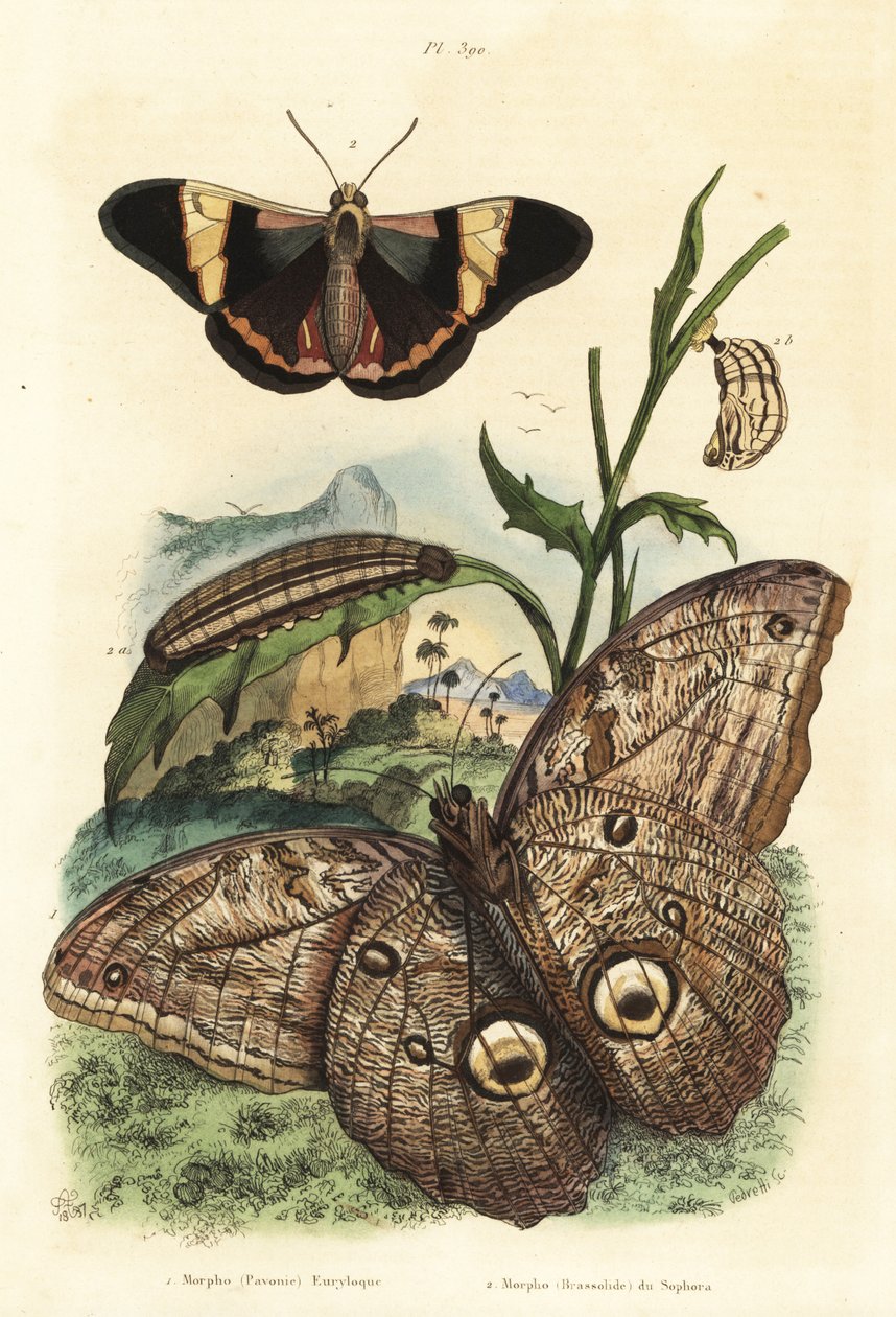 Motýl lesní obrovská sova, Caligo eurilochus 1 a motýl Brassolis sophorae, kukla a housenka 2 od Unbekannt