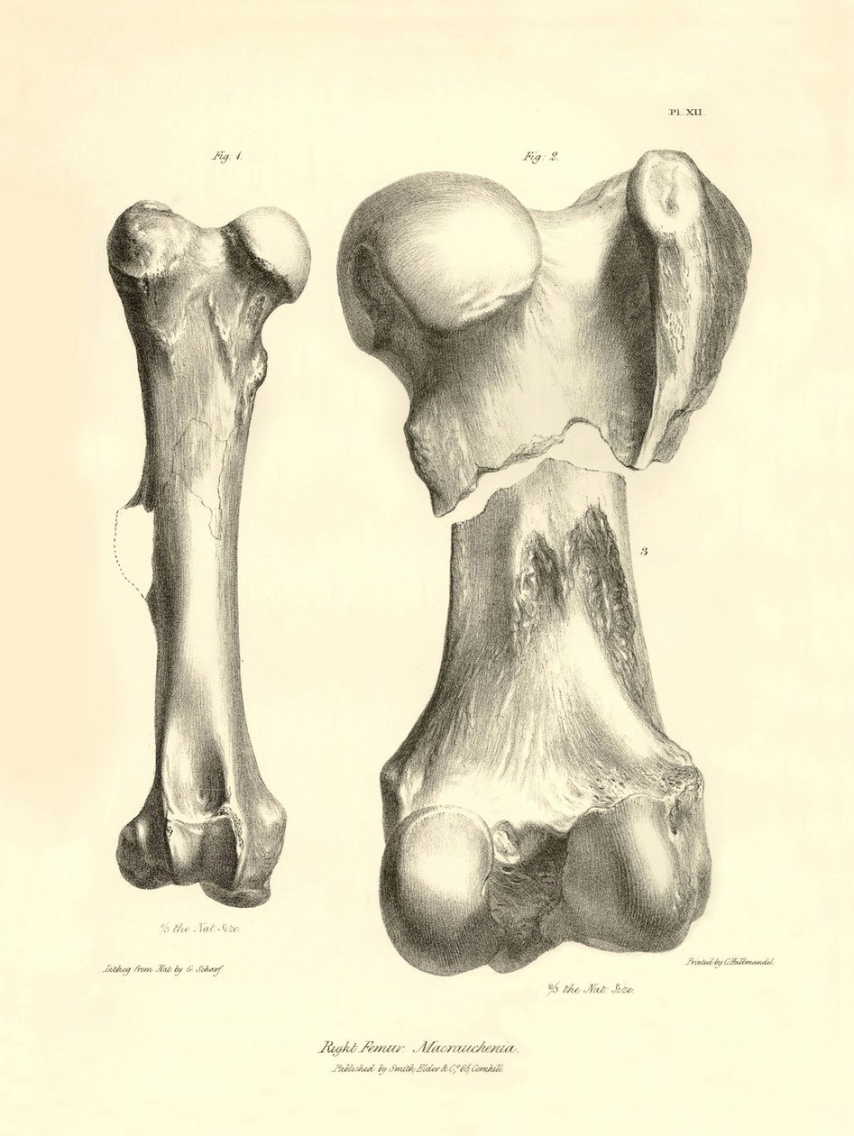 Zkamenělé kosti (femury) zmizelého prehistorického zvířete Macrauchenia, které popsal Charles Darwin během své expedice na palubě lodi Beagle. Deska z knihy "The Zoology of the voyage of the H.M.S. Beagle under the command of Captain Fitzroy during the yea od Unbekannter Künstler