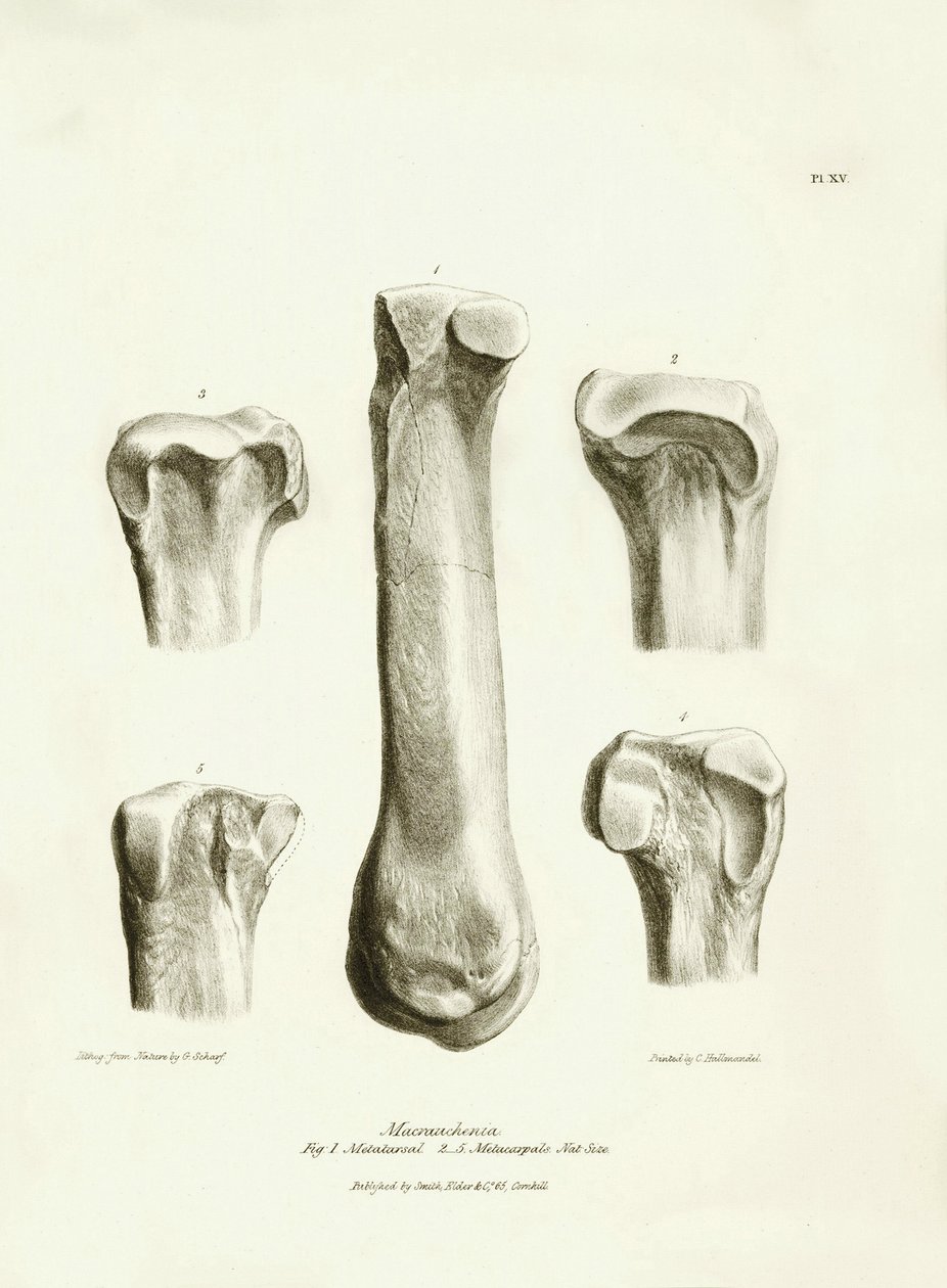 Fosilní kosti (metatarse a metakarp) zmizelého prehistorického živočicha Macrauchenia, kterého popsal Charles Darwin během své expedice na palubě lodi Beagle. Deska z knihy "The Zoology of the voyage of the H.M.S. Beagle under the command of Captain Fitzro od Unbekannter Künstler