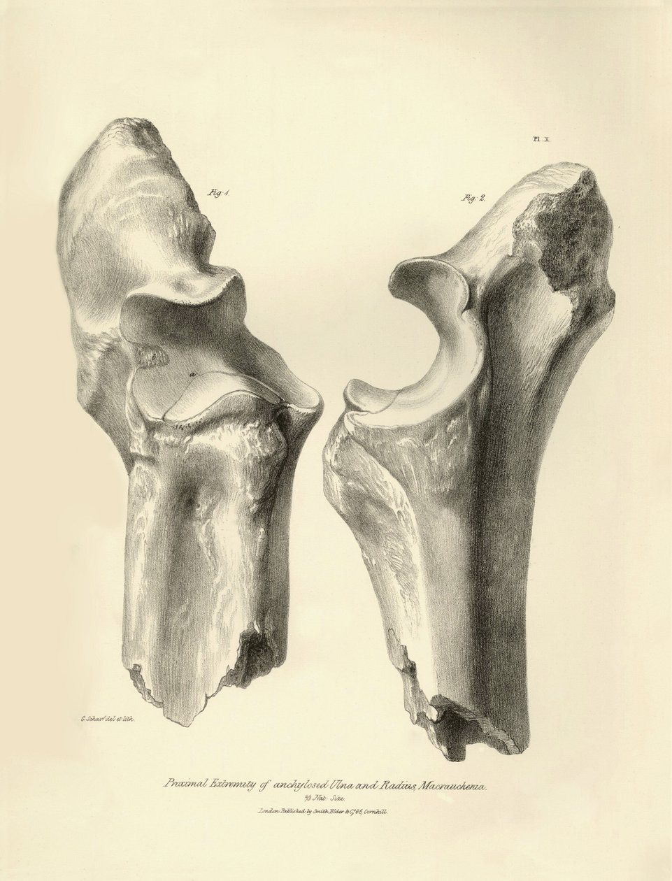 Fosilní kosti (loketní a vřetenní kost) zmizelého prehistorického zvířete Macrauchenia, které popsal Charles Darwin během své expedice na palubě lodi Beagle. Deska z knihy "The Zoology of the voyage of the H.M.S. Beagle under the command of Captain Fitzroy od Unbekannter Künstler
