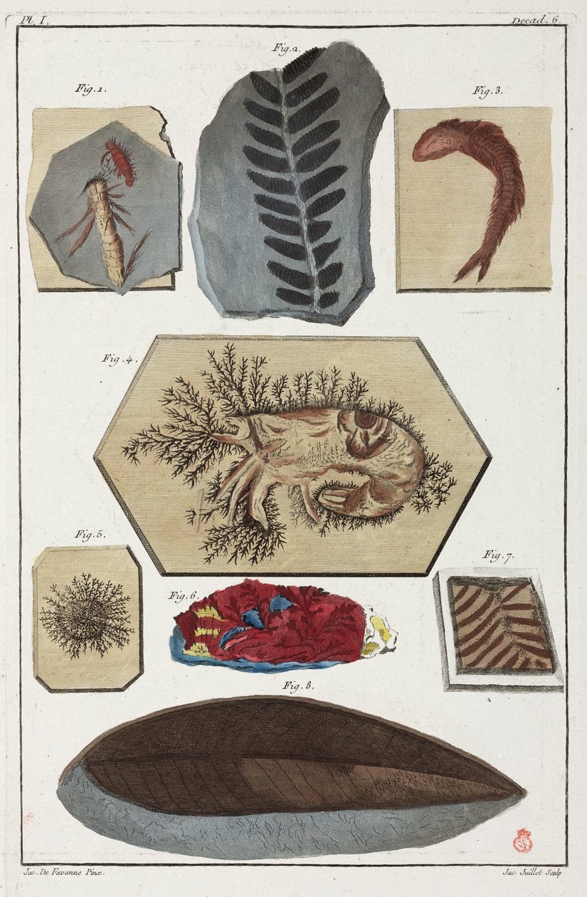 Fosílie, prehistorické od Unbekannt