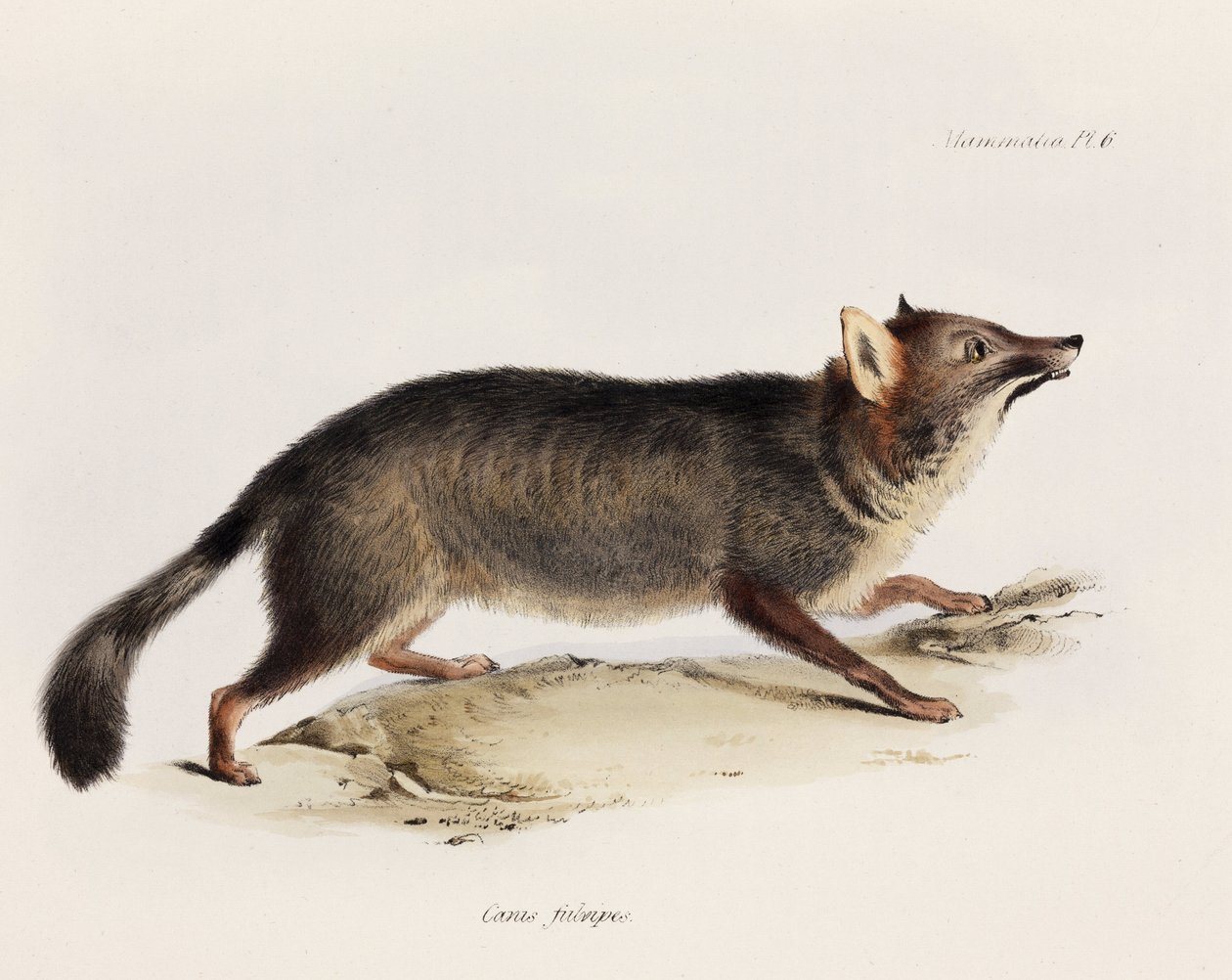 Fox, Chile, c 1832-1836 od Unbekannter Künstler