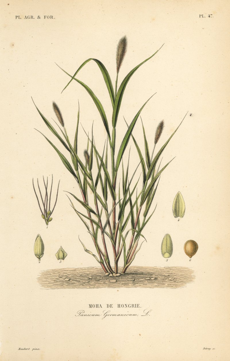 Foxtail proso nebo italské proso, Setaria italica, Panicum germanicum, Moha de Hongrie od Unbekannt