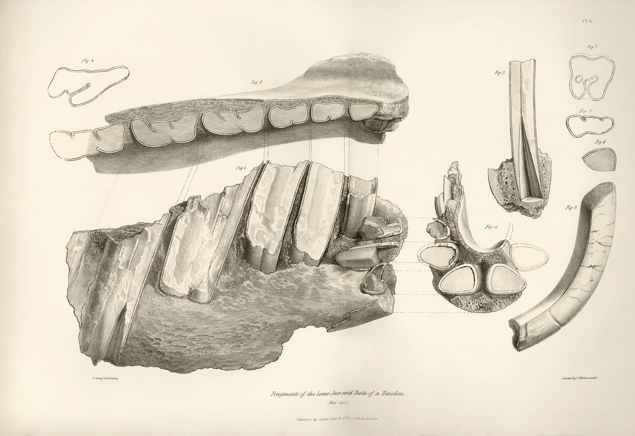 Fragment čelisti a zubů pravěkého zvířete Toxodon, které nalezl Charles Darwin poblíž Montevidea v Uruguayi během své výzkumné cesty na palubě lodi Beagle. Zoologie plavby lodi H.M.S. Beagle pod velením kapitána Fitzroye v letech od Unbekannter Künstler