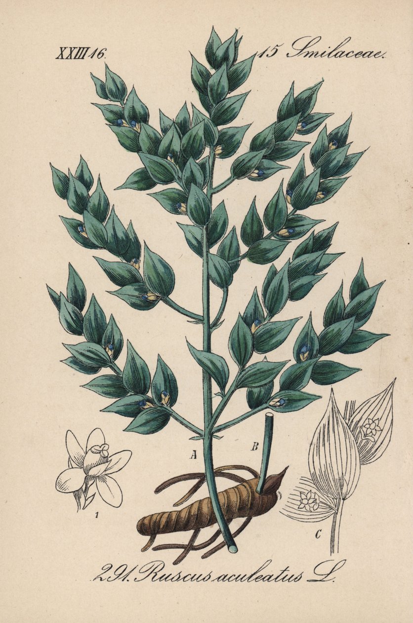 Fragon False Holly nebo Malý Holly - Řezník košťál, Ruscus aculeatus. Ručně kolorovaná litografie z knihy Diedericha von Schlechtendala Německá flóra (Flora von Deutschland), Jena. od Unbekannter Künstler