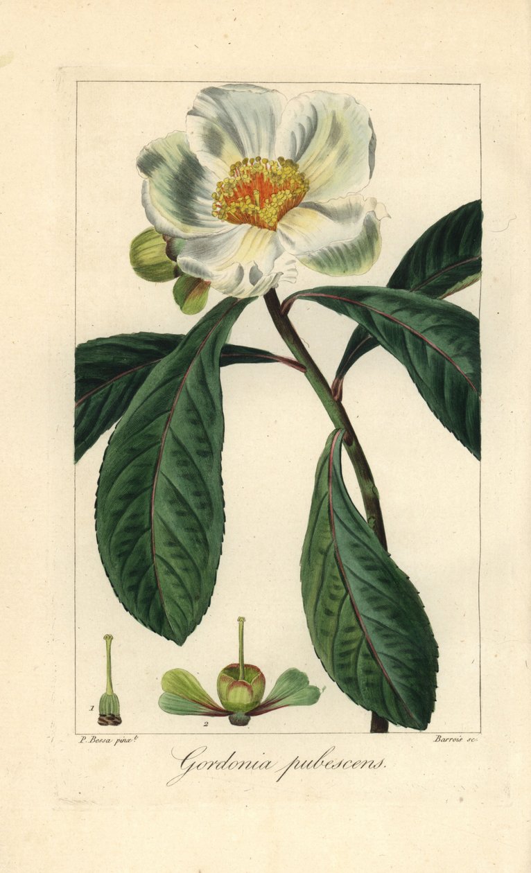 Franklinův strom, Franklinia alatamaha, původem z Ameriky, ve volné přírodě vyhynulý. Barroisova ručně kolorovaná stiplová rytina na mědi podle botanické ilustrace Pancrace Bessy z knihy Mordanta de Launay "Herbier General de l