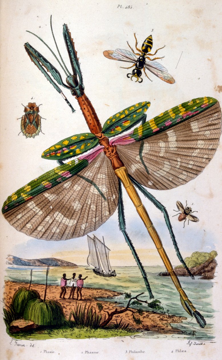 Francouzština. Barevná ilustrace datovaná kolem roku 1884. zobrazuje různý tropický hmyz včetně velké vážky. od Unbekannter Künstler