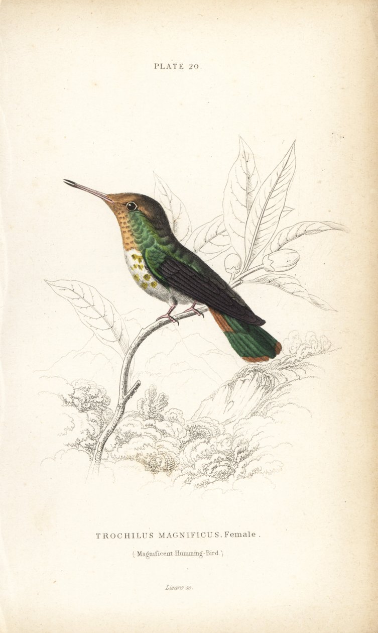 Kuklík, Lophornis magnificus, samice (Kolibřík velkolepý, Trochilus magnificus). Ručně kolorovaná ocelorytina Williama Lizarse z Naturalist