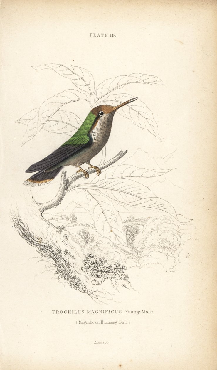 Koketa vroubená, Lophornis magnificus, mladý samec (Kolibřík velkolepý, Trochilus magnificus). Ručně kolorovaná ocelorytina Williama Lizarse z Naturalist