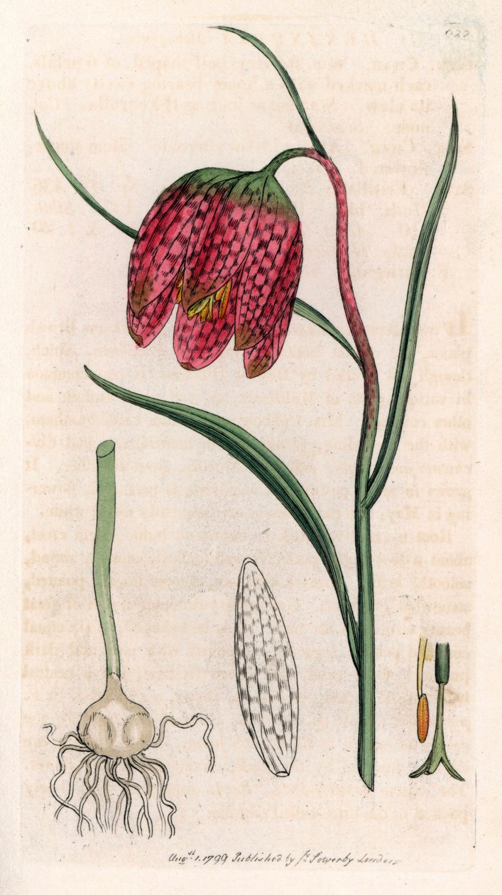Perleťovec (Fritillaria meleagris) - litografie podle kresby Jamese Sowerbyho pro Smith