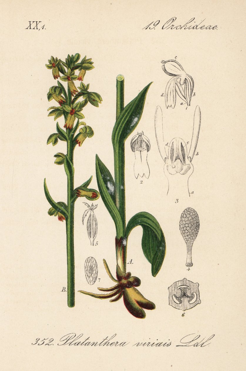 Žabí orchidej - Žabí orchidej, Dactylorhiza viridis (Platanthera viridis). Ručně kolorovaná litografie z knihy Diedericha von Schlechtendala Německá flóra (Flora von Deutschland), Jena od Unbekannter Künstler