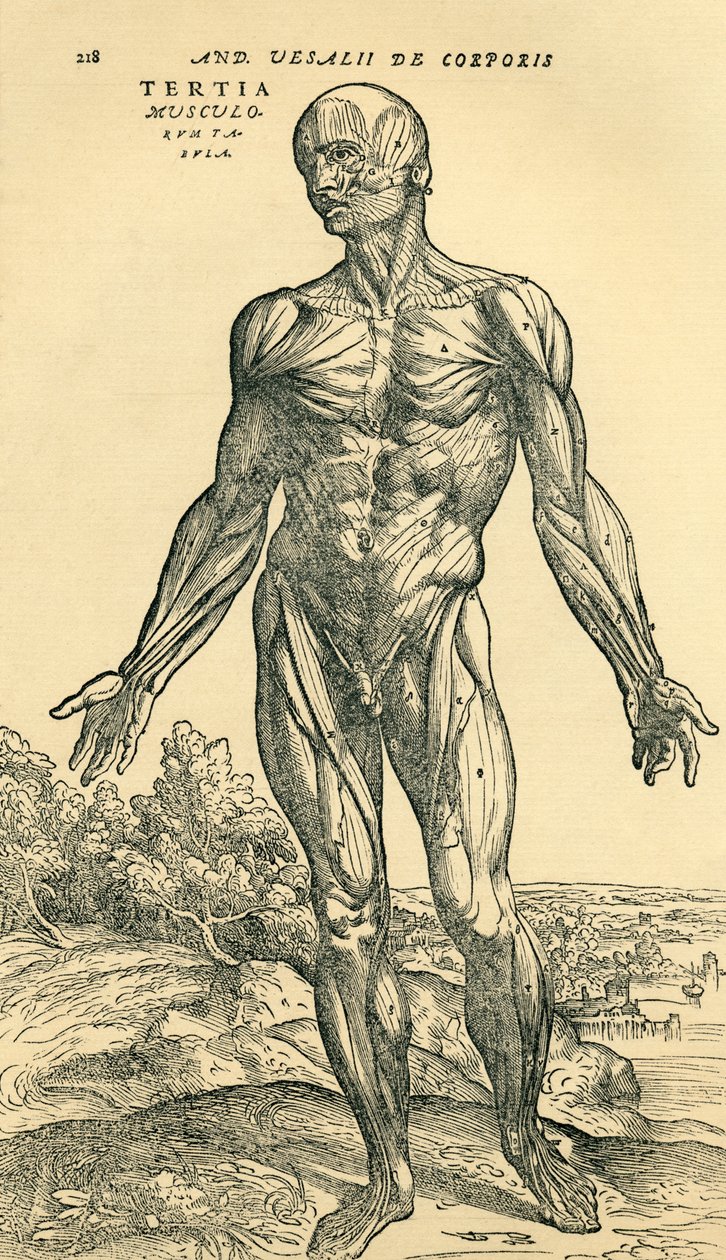 Přední strana mužského lidského těla, anatomická studie původně publikovaná v De Humani Corporis Fabrica Libri Septem (o látce lidského těla v sedmi knihách) od Andrease Vesaliuse, publikovaná v Basileji od Unknown