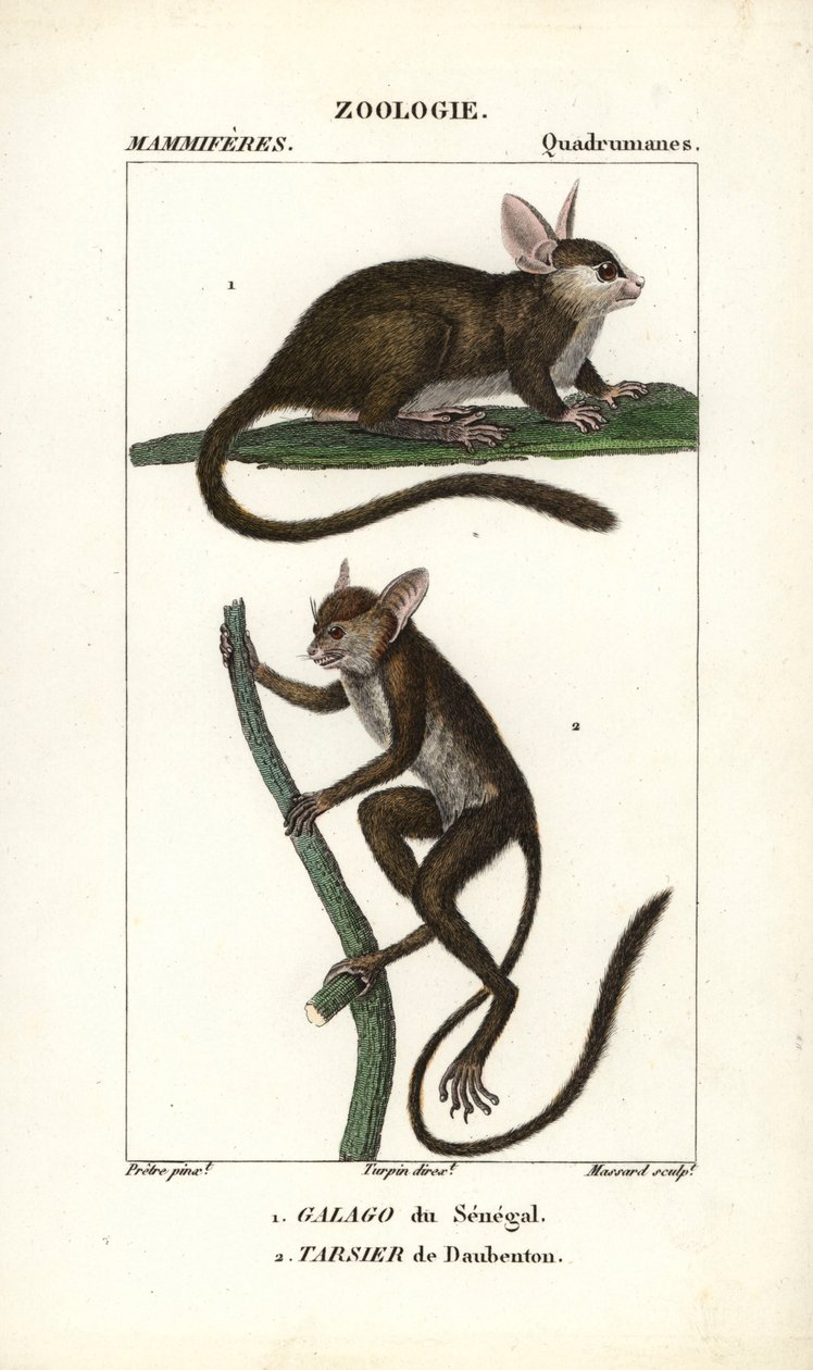 Galago du Senegal a tarsier de Daubenton - Eau forte od Jeana Gabriela Pretreho (1780-1845), vyryl Carnonkel, pro slovník přírodních věd: savci od Frederica Cuviera, upravil Pierre Jean Francois Turpin (1775-1840), vydal F.G.Levrau od Unbekannter Künstler