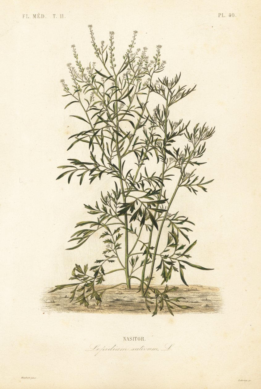 Řeřicha zahradní, hořčice a řeřicha nebo peprník, Lepidium sativum, Nasitor od Unbekannt