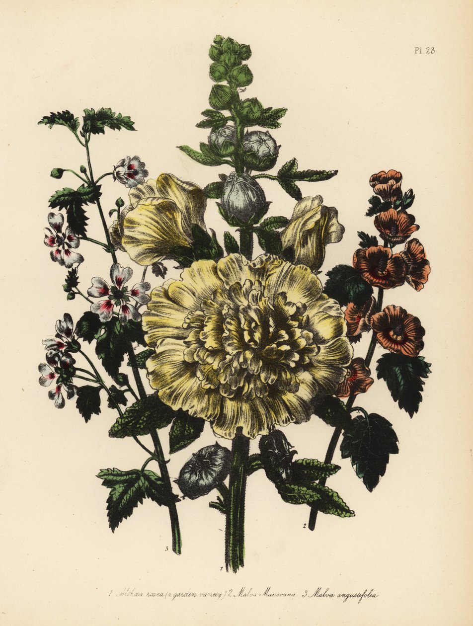 Sléz zahradní, Althaea rosea, Sléz Munroův, Malva munroana, a Sléz úzkolistý, Malva angustifolia. Ručně dokončená chromolitografie Henryho Noela Humphreyse podle ilustrace Jane Loudonové z knihy Mrs Jane Loudon