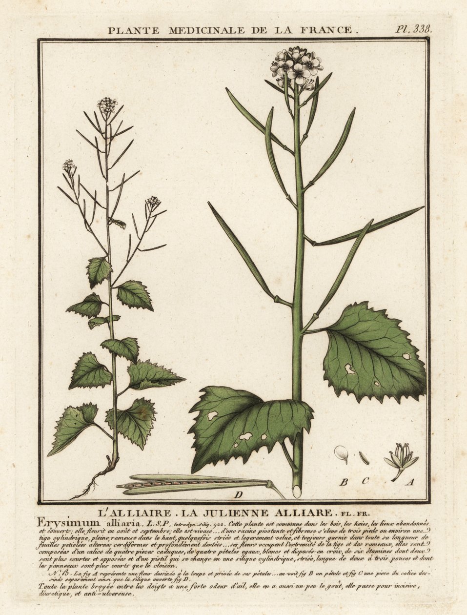 Česneková hořčice, Alliaria petiolata. od Unbekannter Künstler