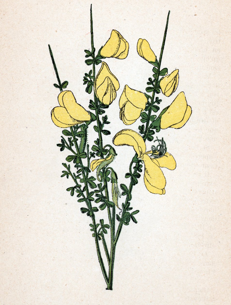 Genet a metla (Cytisus scoparius) (metla obecná nebo skotská) Botanická tabule z knihy "Atlas colorie des plantes medicinales" od Paula Hariota od Unbekannter Künstler