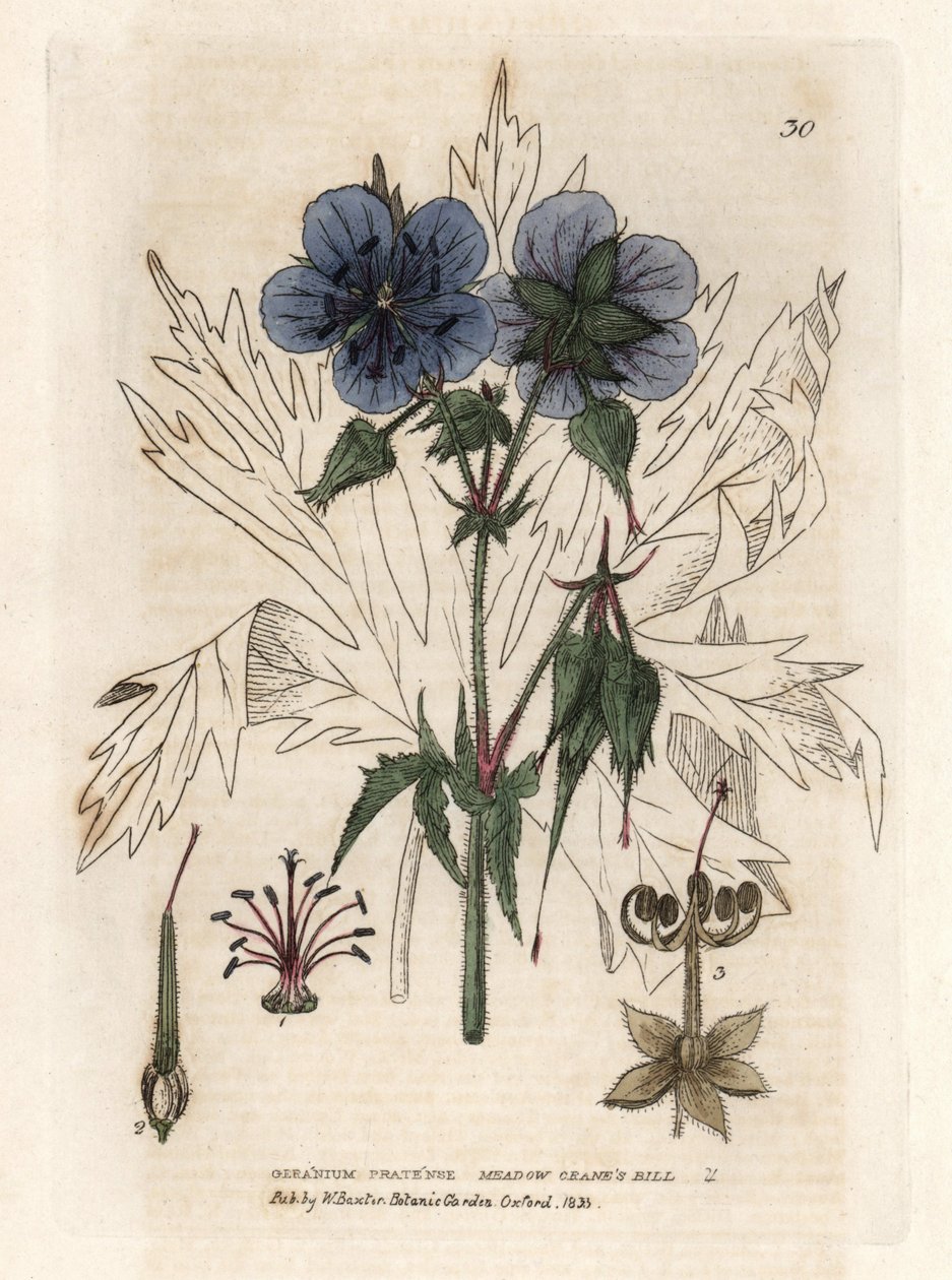 Kolorovaná mědirytina podle kresby Isaaca Russella z knihy Williama Baxtera "English Botanical Phenomenes". od Unbekannter Künstler