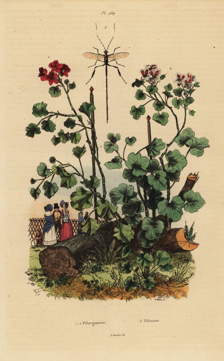Druhy Geranium, Pelargonium daveyanum 1 a Pelargonium macranthon 2 od Unbekannt