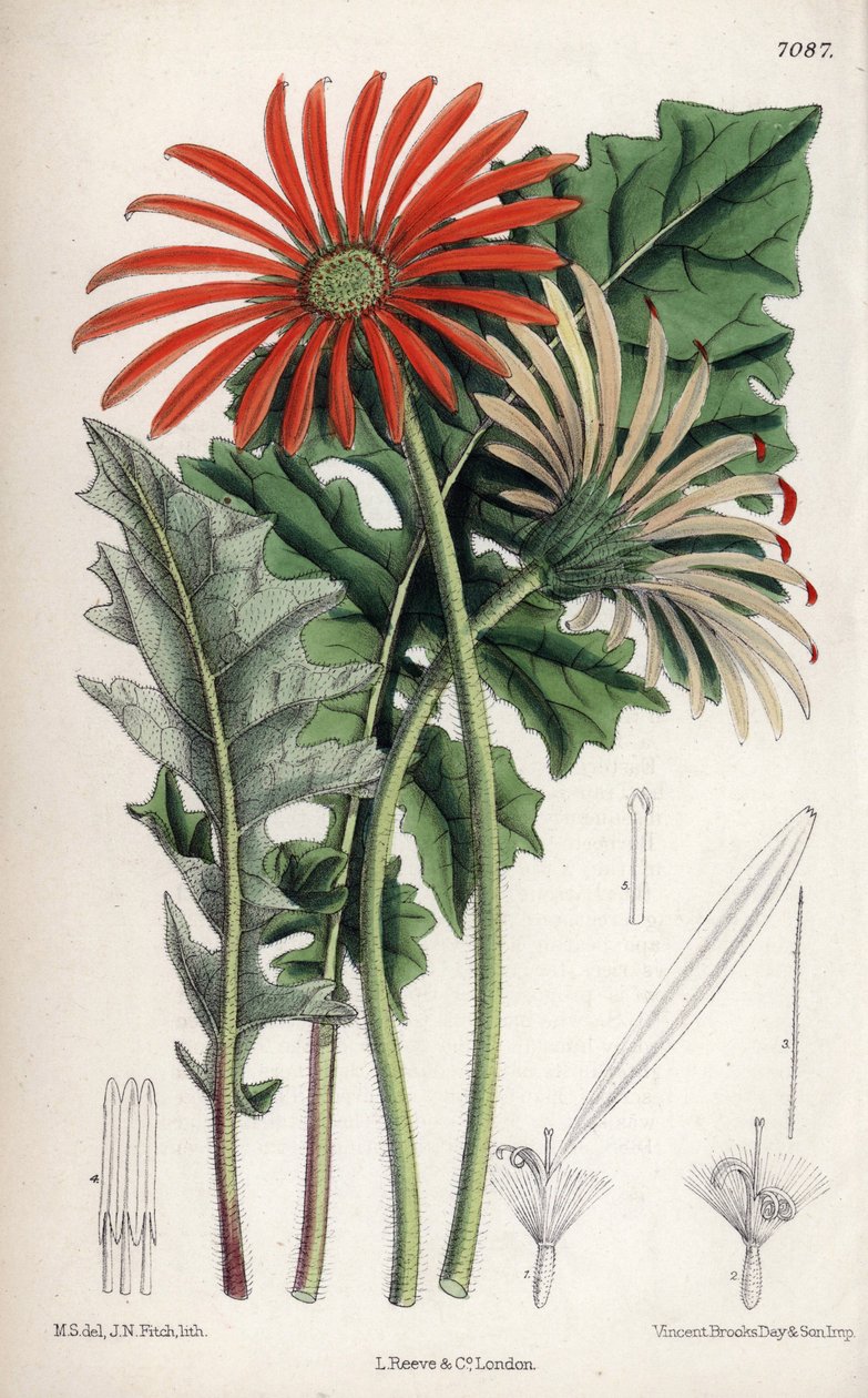 Gerbera jamesoni, oranžová květina pocházející z Transvaalu (Jižní Afrika). Kresba Matildy Smith (1854-1926), litografie John Nugent Fitch v Curtis Botanical Magazine, Joseph Dalton Hooker, vydáno v Londýně, Anglie, L. Reeve and Co. od Unbekannter Künstler
