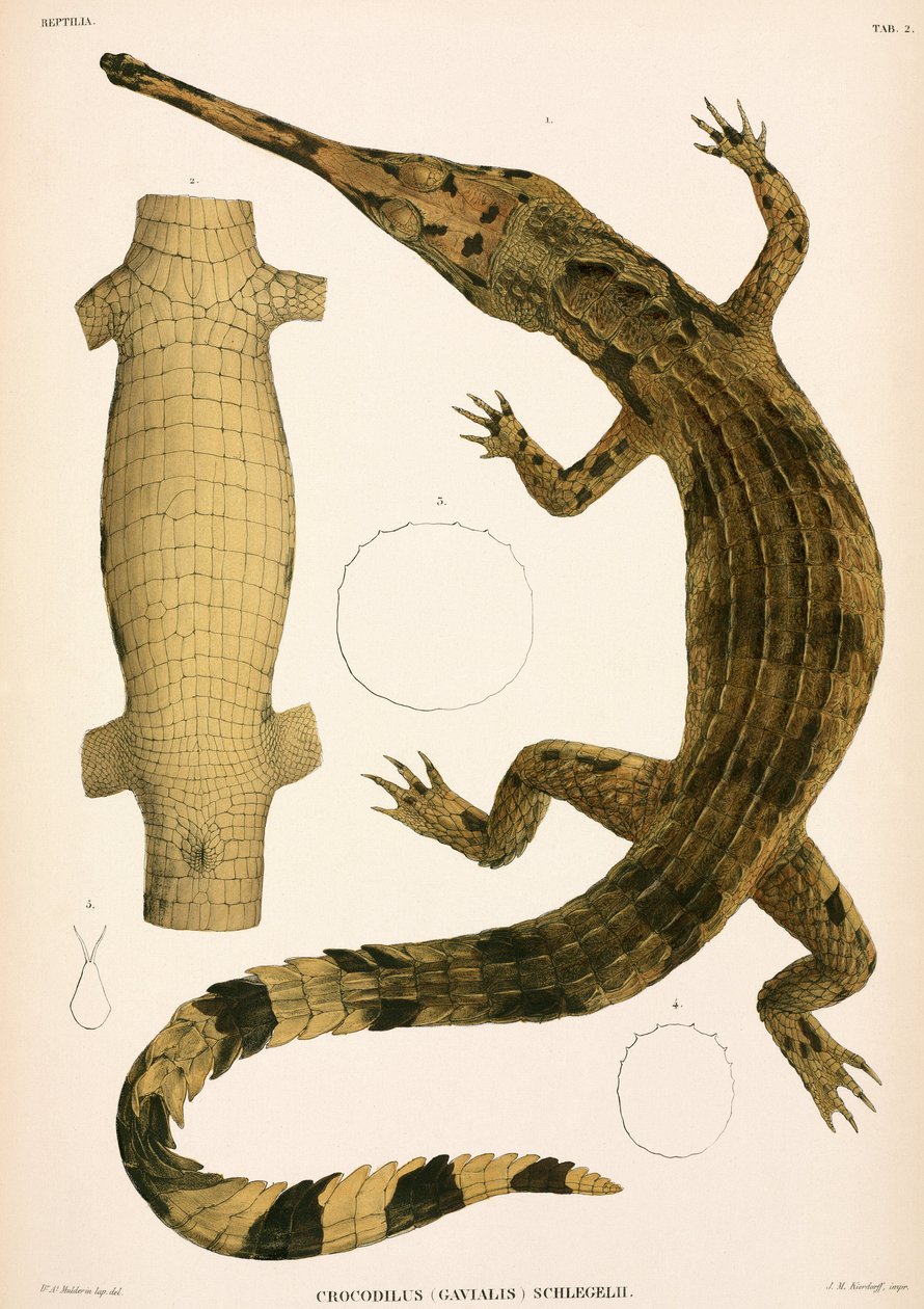 Gharial, Indonésie od Unbekannter Künstler