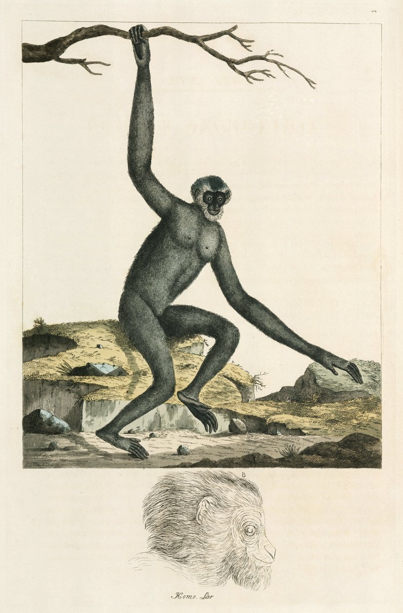 Gibbon od Unbekannter Künstler