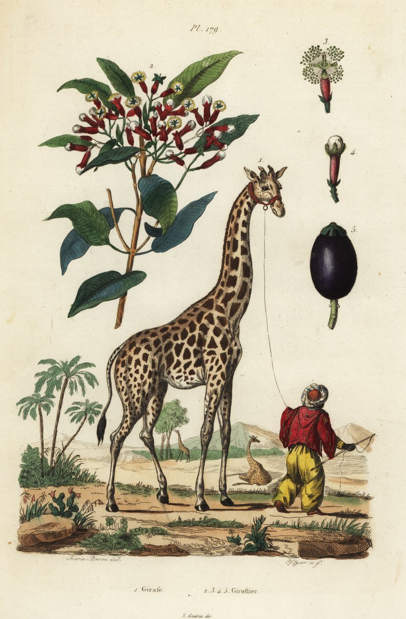 Žirafa, Giraffa camelopardalis, s psovodem a hřebíčkem, Syzygium aromaticum od Unbekannt