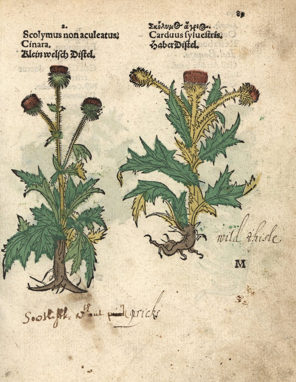 Artyčok obecný, Cynara cardunculus var. scolymus, a bodlák lesní, Carduus sylvestris. Ručně kolorovaná dřevorytová botanická ilustrace z knihy Adama Lonicera Krauterbuch, neboli Bylinářství, Frankfurt nad Mohanem. od Unbekannter Künstler