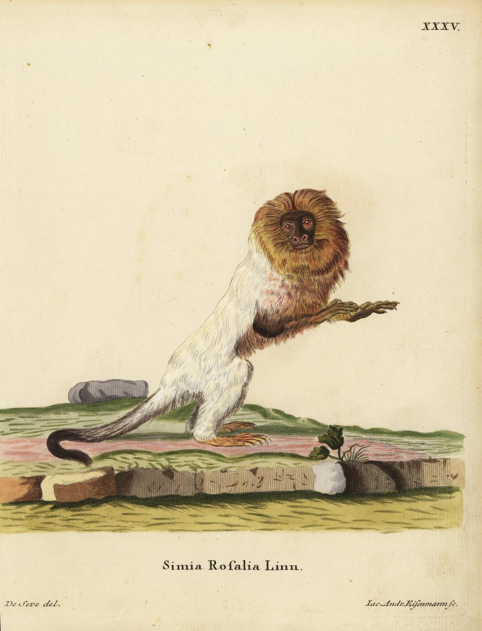 Tamarín zlatý nebo tamarín zlatý, Leontopithecus rosalia. Ohrožený druh. Simia rosalia Linn. Ručně kolorovaná mědirytina Jakoba Andrease Eisenmanna podle ilustrace Jacquese de Seveho z knihy Johanna Christiana Daniela Schrebera Animal Illustrati. od Unbekannter Künstler