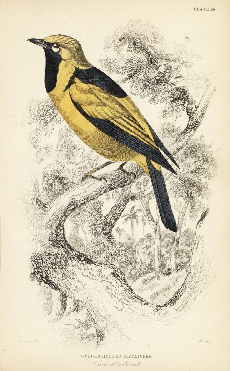 Monacha zlatá, Carterornis chrysomela (Monacha chrysomela). Ručně kolorovaná ocelorytina Williama Lizarse podle ilustrace Williama Swainsona z Naturalist