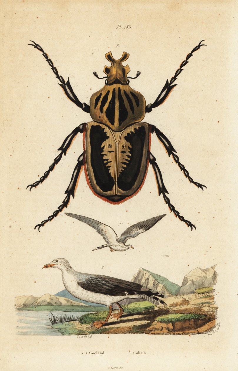 Goliáš brouk, Goliath goliatus 1 a Racek obecný, Racek od Unbekannt