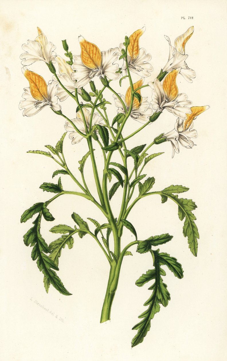 Schizanthus grahamii, Schizanthus grahamii. Ručně kolorovaná litografie z knihy Louise van Houtteho a Charlese Lemaira Flowers of Gardens and Hothouses of Europe, Flore des Serres et des Jardins de l