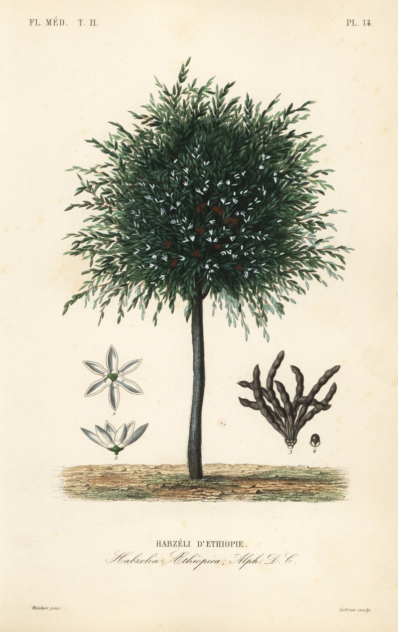 Zrna Selim, Xylopia aethiopica, Habzelia aethiopica, Habzeli d