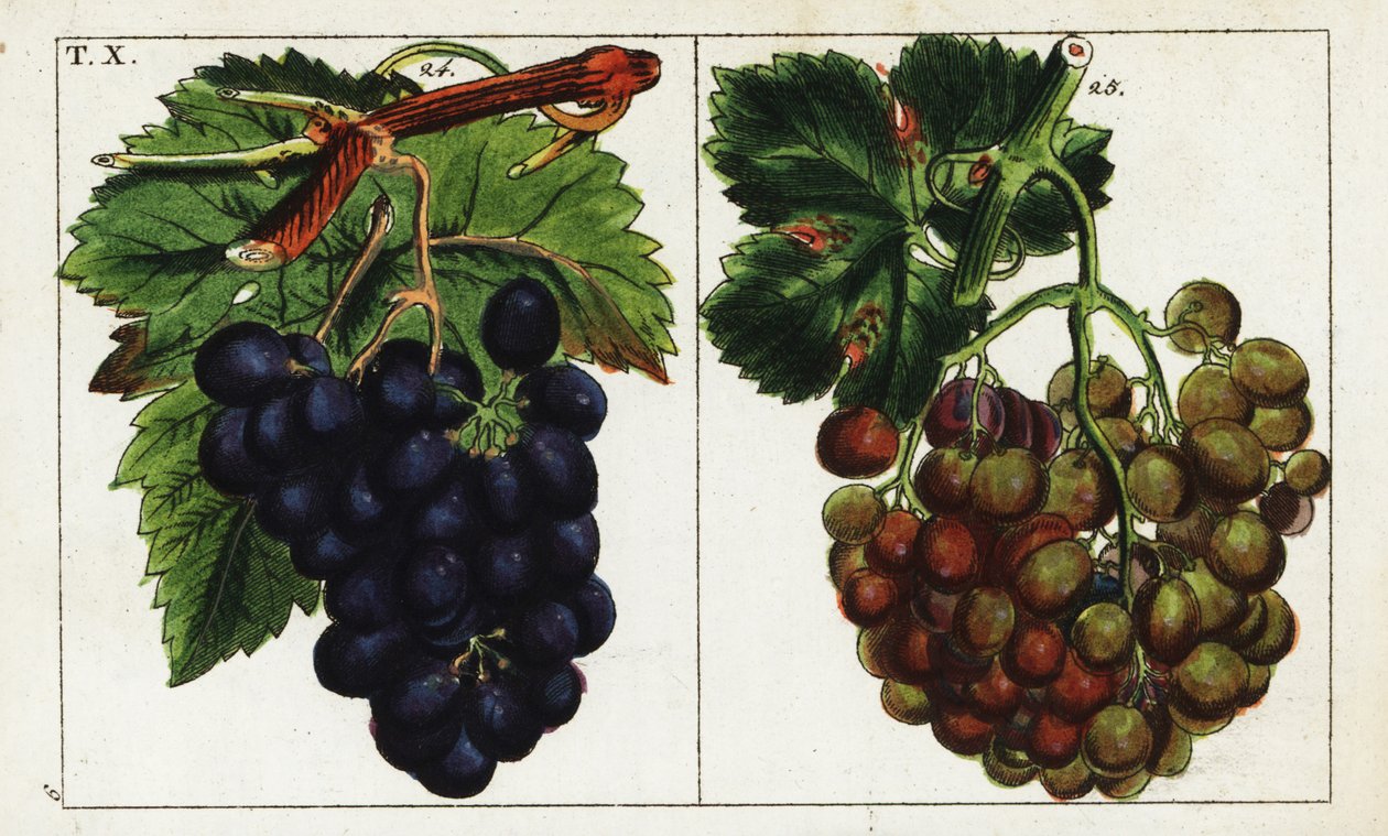 Odrůdy vinné révy, Vitis vinifera. od Unbekannter Künstler