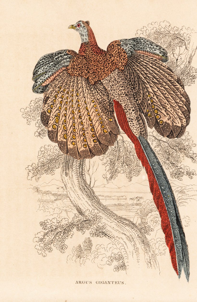 Bažant velký, Argusianus argus (Argus giganteus). Ručně kolorovaná litografie z Přírodovědné galerie Georga Friedricha Treitschkeho, Naturhistorischer Bildersaal des Thierreiches, Liepzig. od Unbekannter Künstler