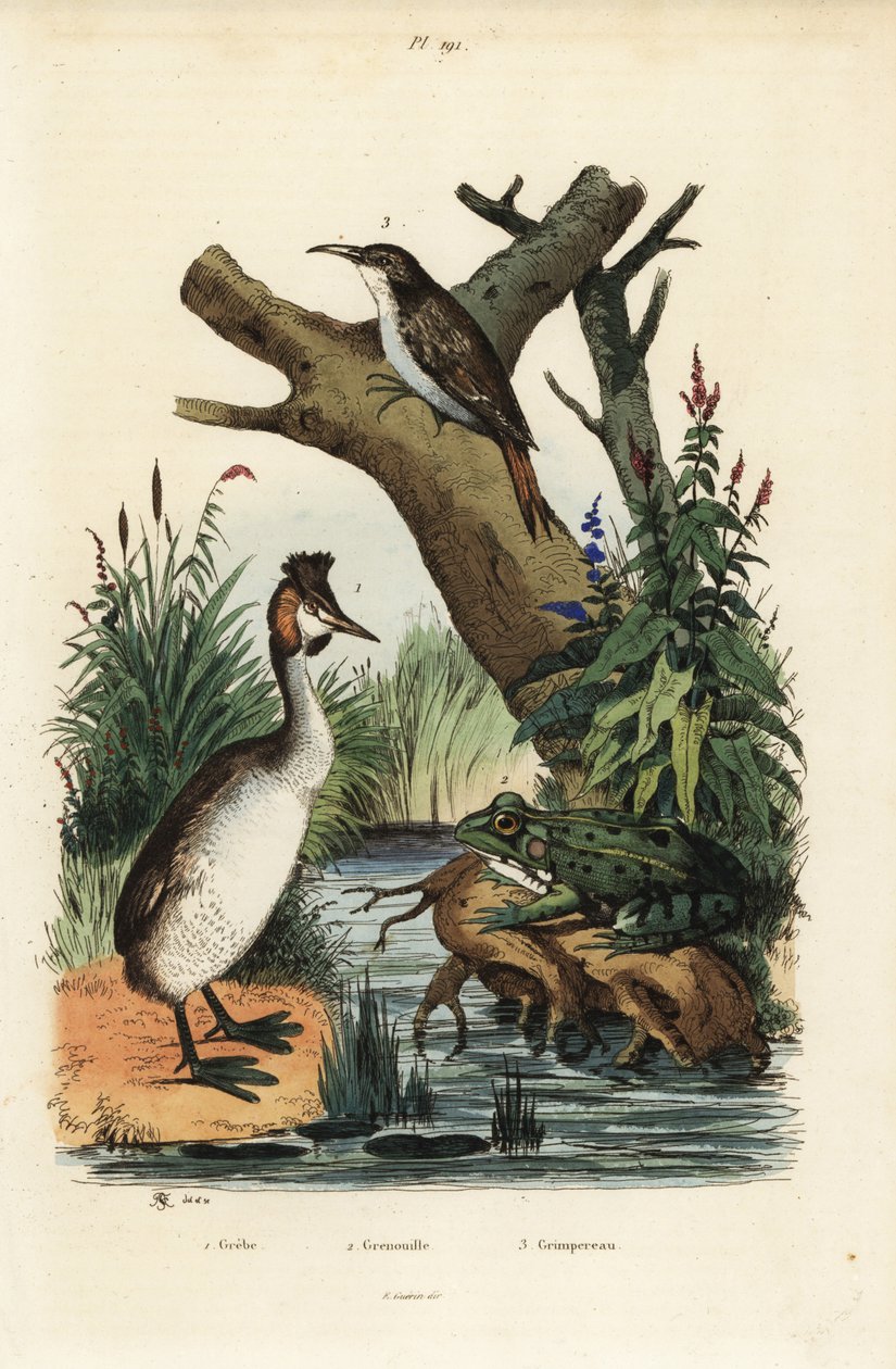 Potápka chocholatá, Podiceps cristatus 1, žába zelená, Pelophylax esculentus 2, a stromorožec obecný, Certhia familiaris 3 od Unbekannt