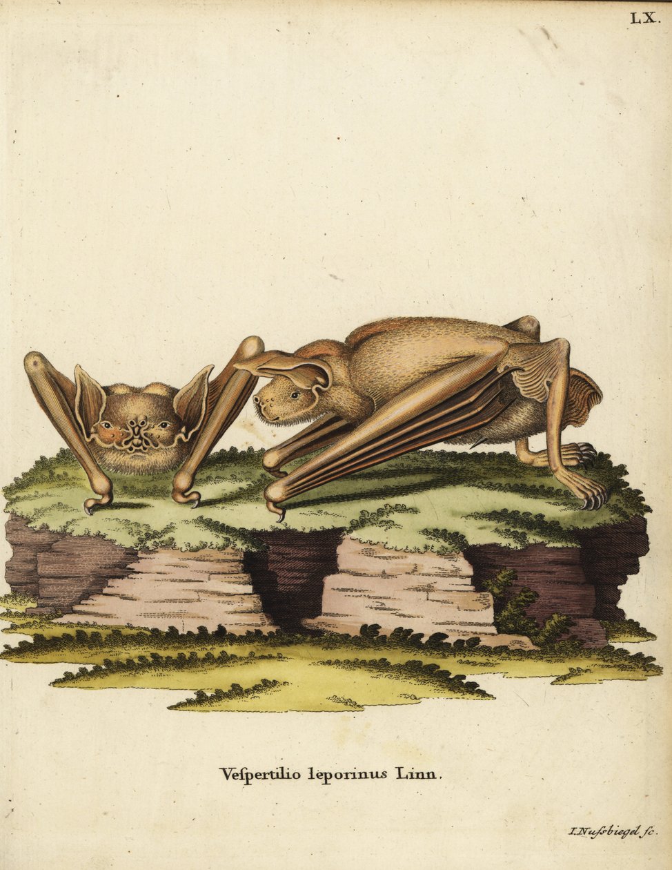 Netopýr velký, Noctilio leporinus. Vespertilio leporinus Linn. Ručně kolorovaná mědirytina Johanna Nussbiegela z knihy Johanna Christiana Daniela Schrebera Zvířecí ilustrace podle přírody aneb Schreberova fantastická zvířata, Erlangen, Německo. od Unbekannter Künstler